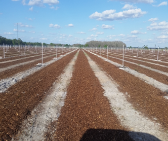 mulch beds